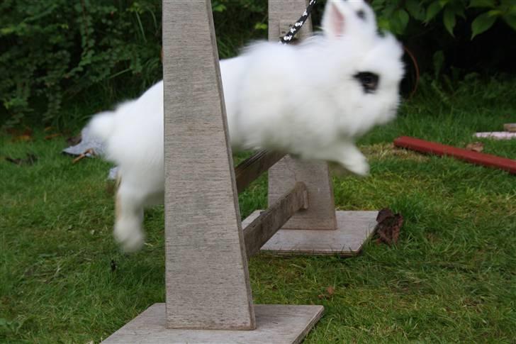 Kanin stampe billede 11