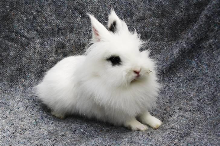 Kanin stampe billede 12