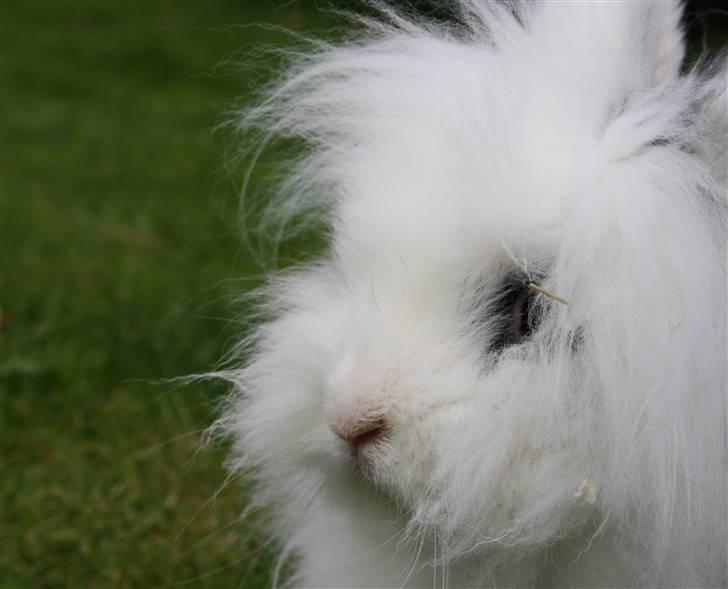 Kanin stampe billede 13