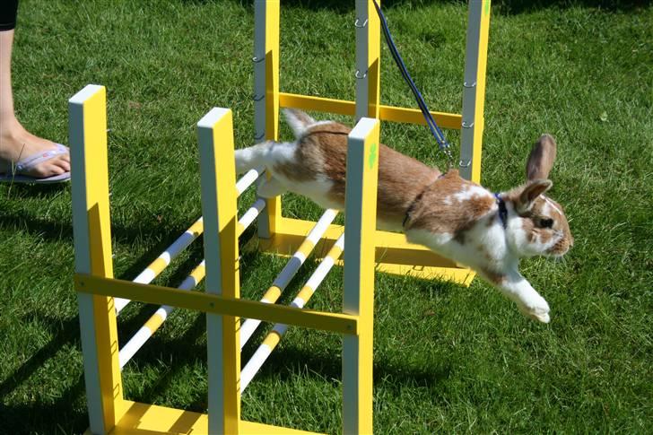 Kanin Millenuims Golden Spicy Pepper billede 9