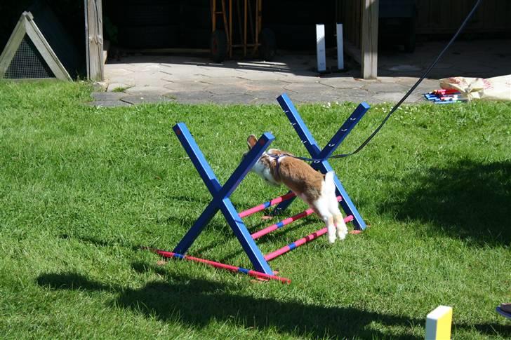 Kanin Millenuims Golden Spicy Pepper billede 10