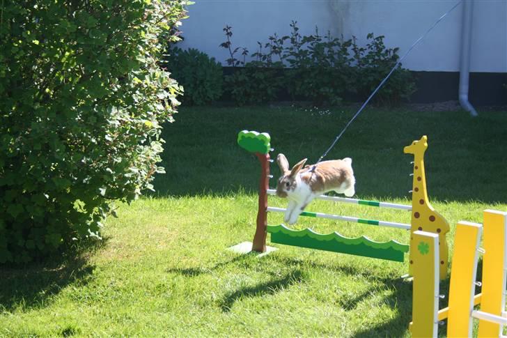 Kanin Millenuims Golden Spicy Pepper billede 11