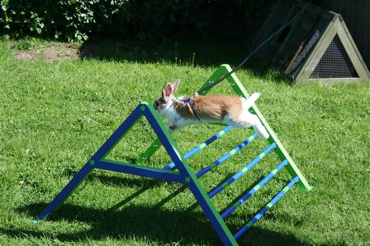 Kanin Millenuims Golden Spicy Pepper billede 12