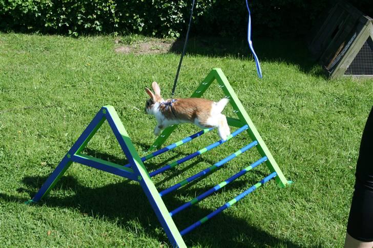 Kanin Millenuims Golden Spicy Pepper billede 13