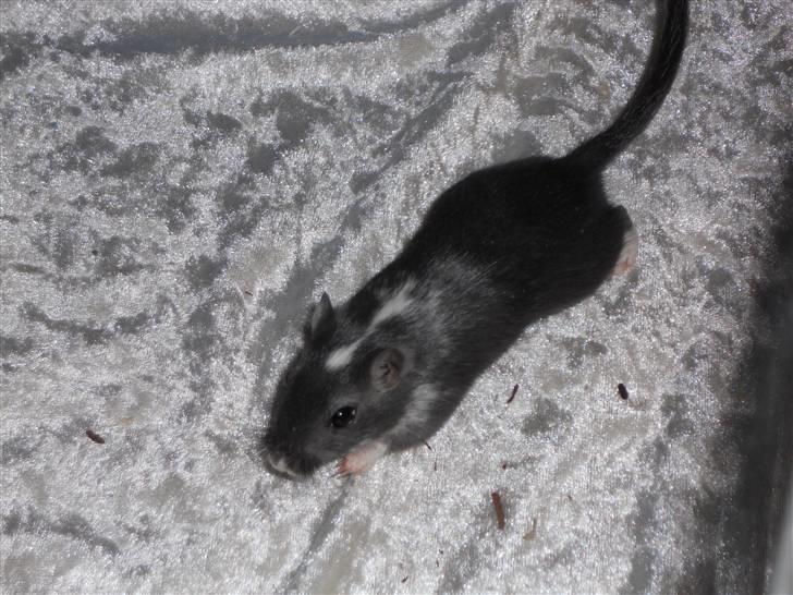 Ørkenrotte Luna billede 1