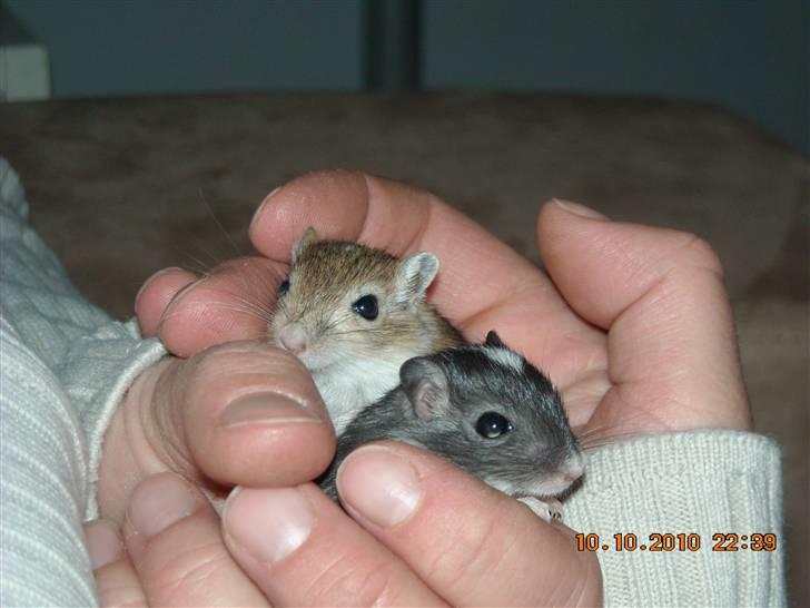 Ørkenrotte Luna billede 2