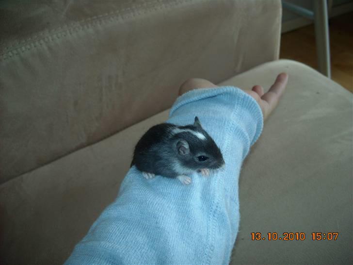 Ørkenrotte Luna billede 3