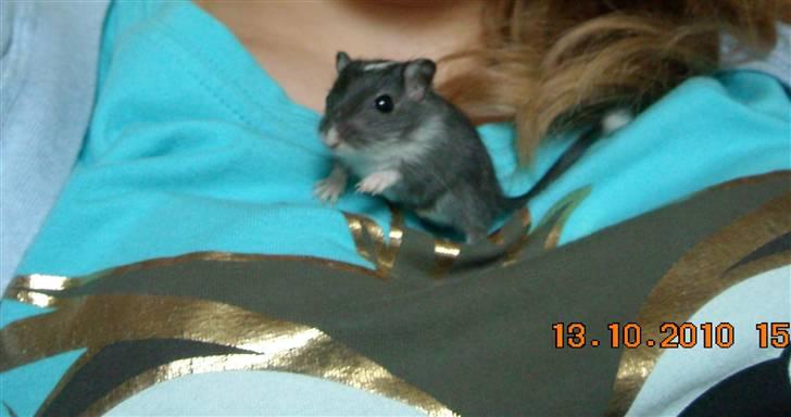 Ørkenrotte Luna billede 4