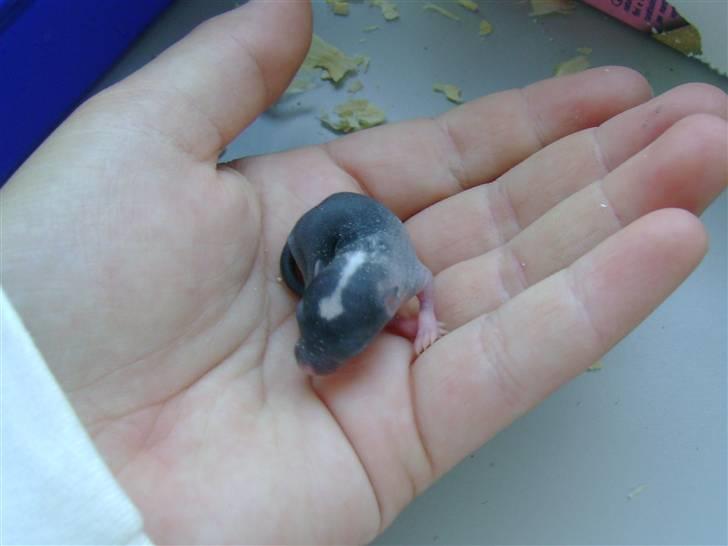 Ørkenrotte Luna - da hun var lille:´) billede 5