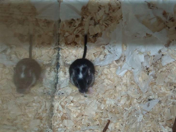 Ørkenrotte Luna billede 6