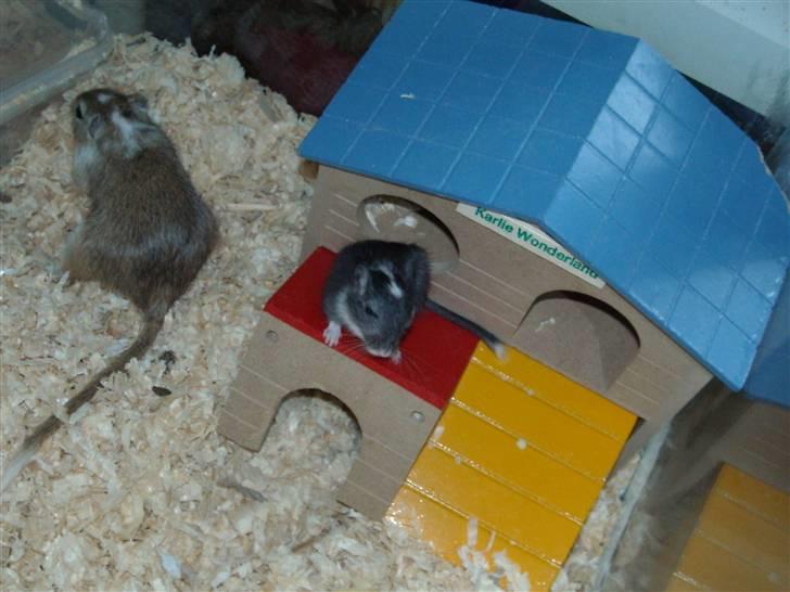 Ørkenrotte Luna billede 7