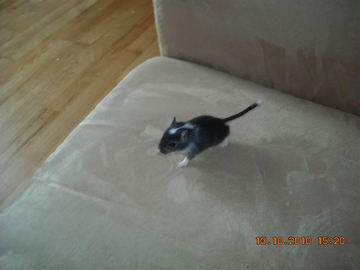 Ørkenrotte Luna billede 8