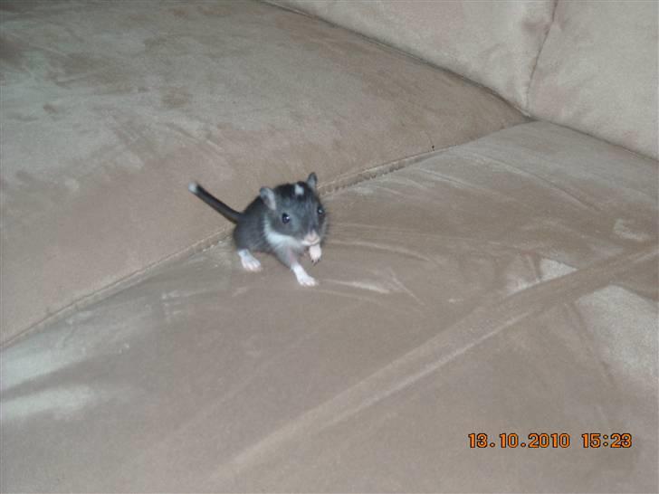 Ørkenrotte Luna billede 9