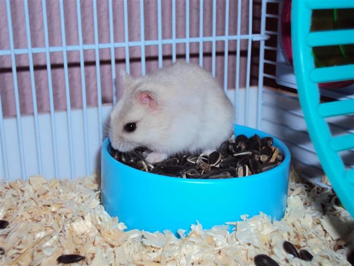 Dværghamster Fnuggi (himmel hamster)  billede 1