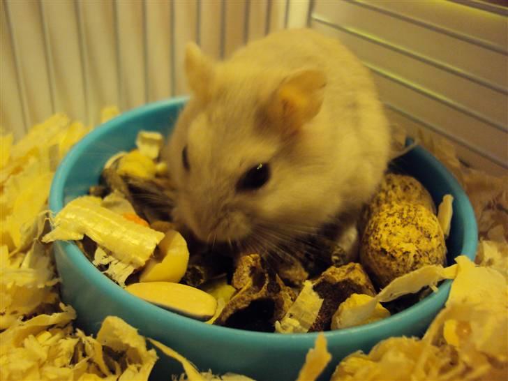 Dværghamster Fnuggi (himmel hamster)  billede 4