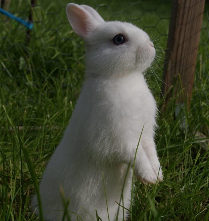 Kanin Snefnug (Hermelin) billede 1