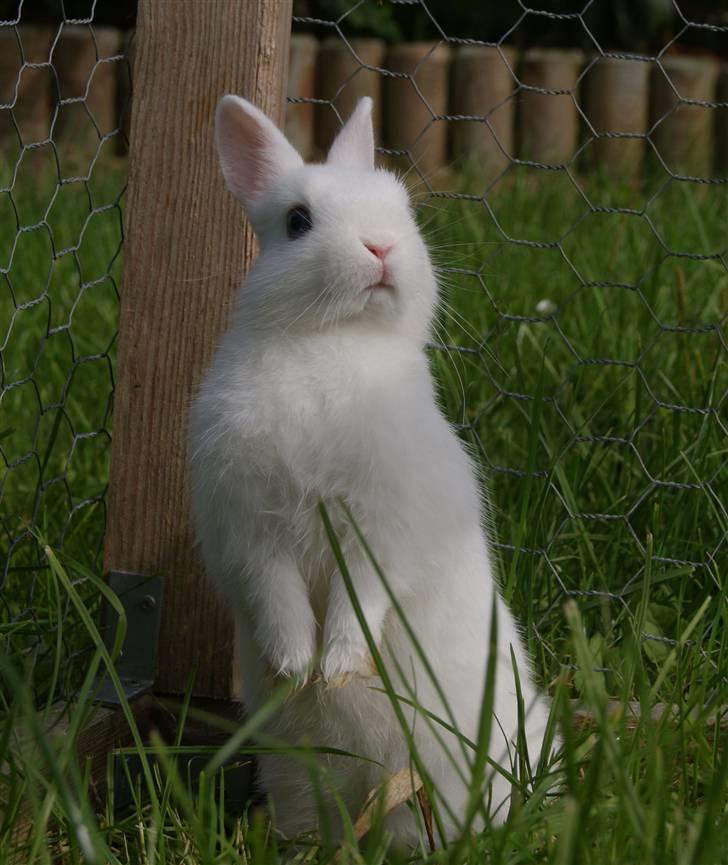 Kanin Snefnug (Hermelin) billede 2