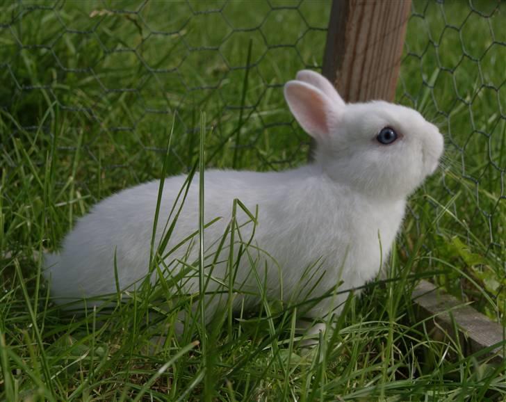 Kanin Snefnug (Hermelin) billede 3