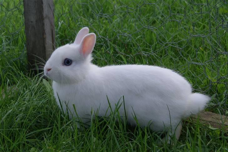 Kanin Snefnug (Hermelin) billede 4