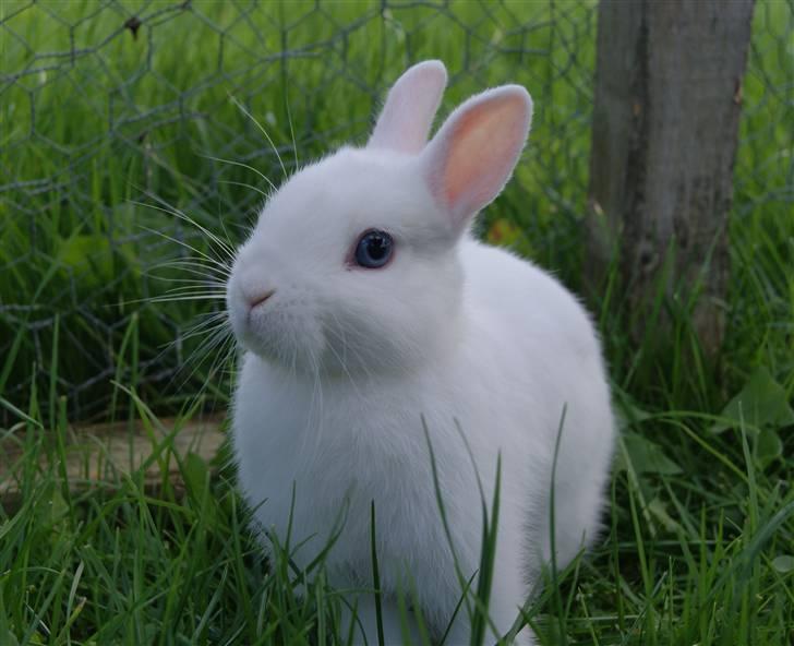 Kanin Snefnug (Hermelin) billede 5