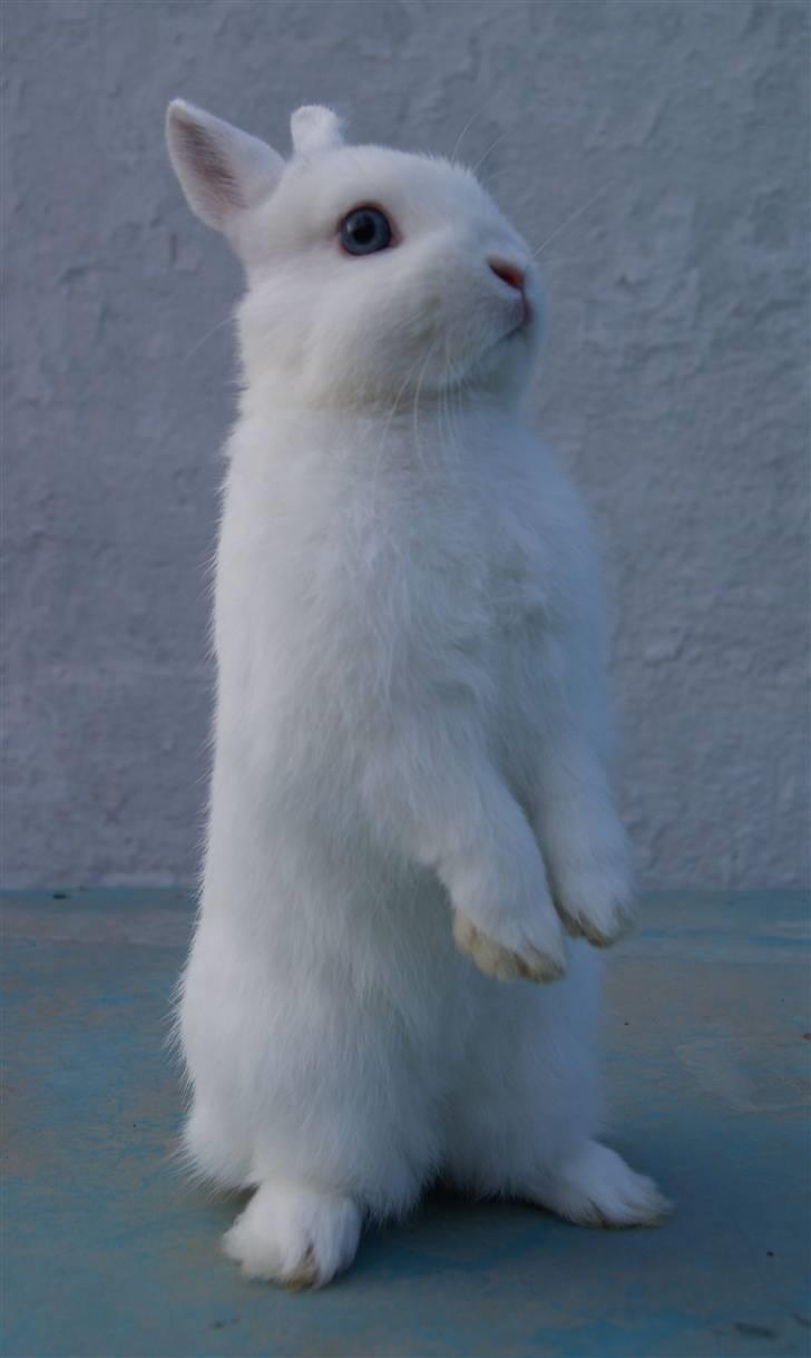 Kanin Snefnug (Hermelin) billede 6