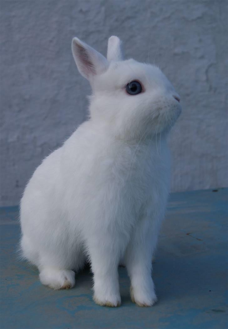 Kanin Snefnug (Hermelin) billede 7