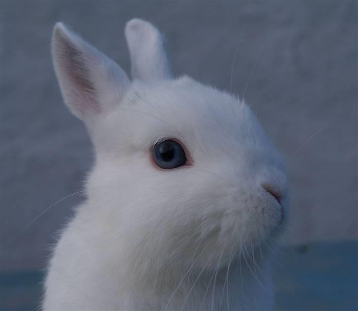 Kanin Snefnug (Hermelin) billede 8