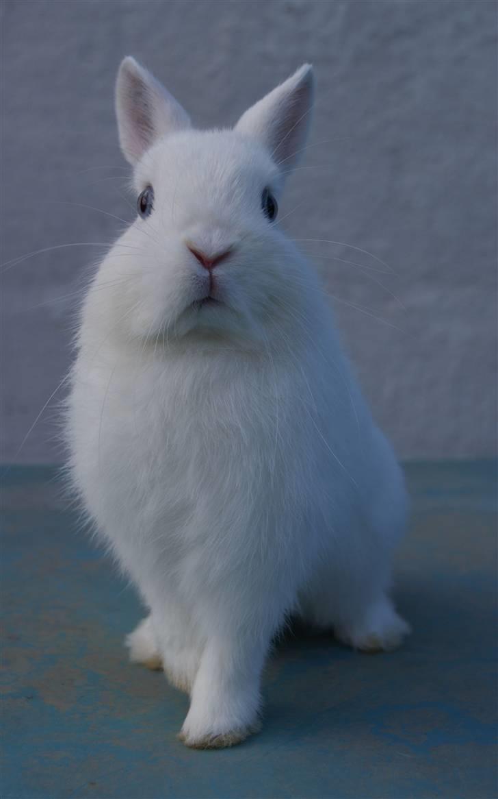 Kanin Snefnug (Hermelin) billede 9