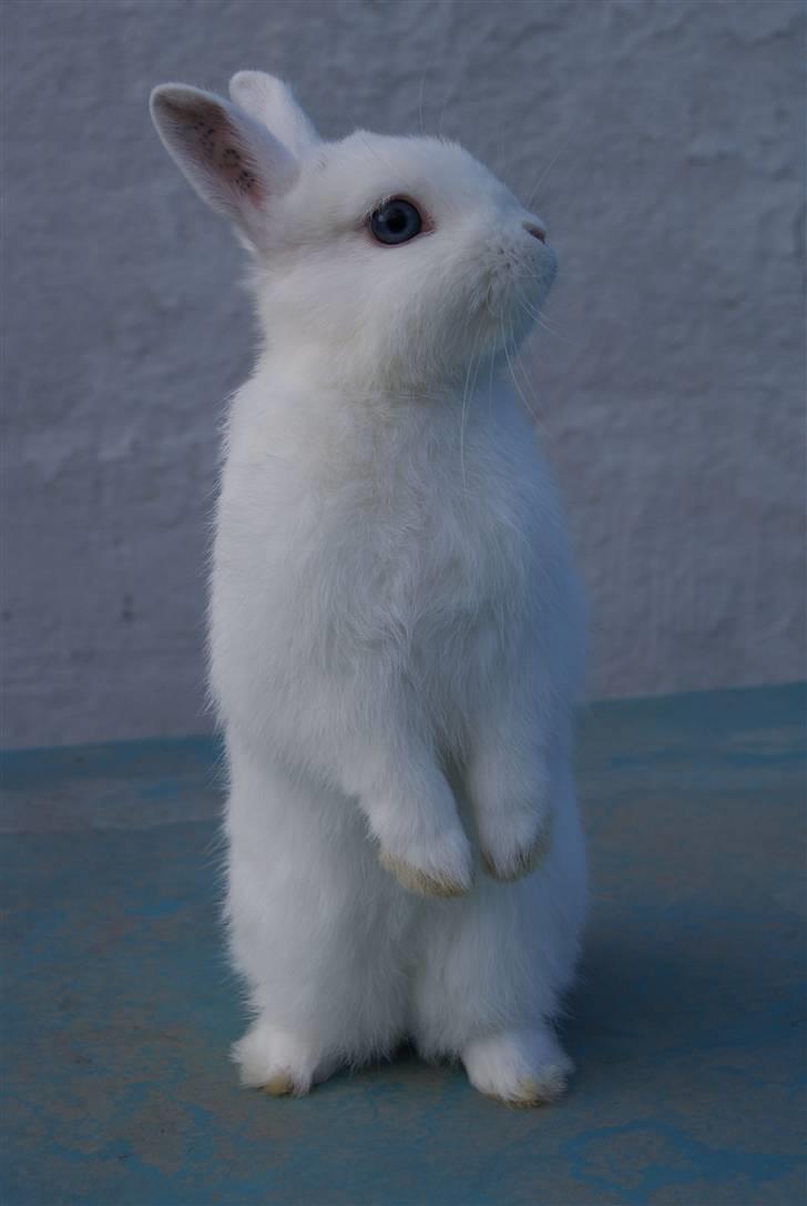 Kanin Snefnug (Hermelin) billede 10