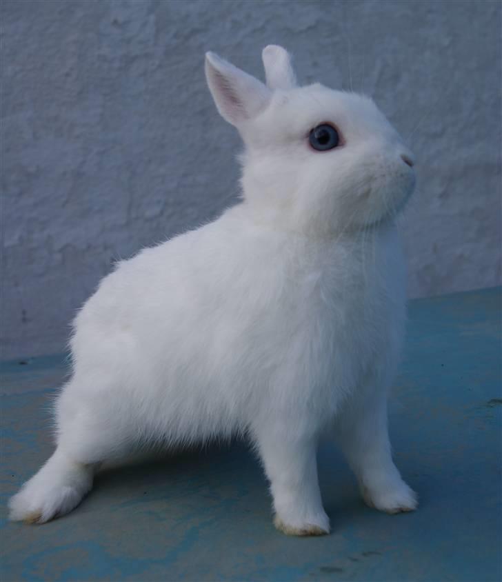 Kanin Snefnug (Hermelin) billede 11