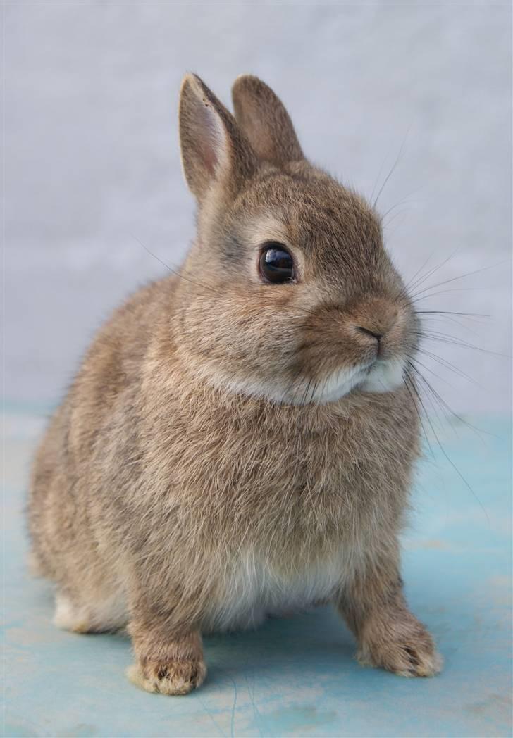 Kanin Spirit (Hermelin)  billede 1