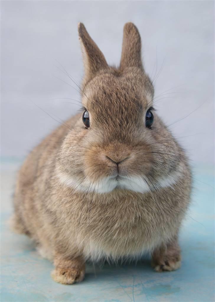 Kanin Spirit (Hermelin)  billede 2