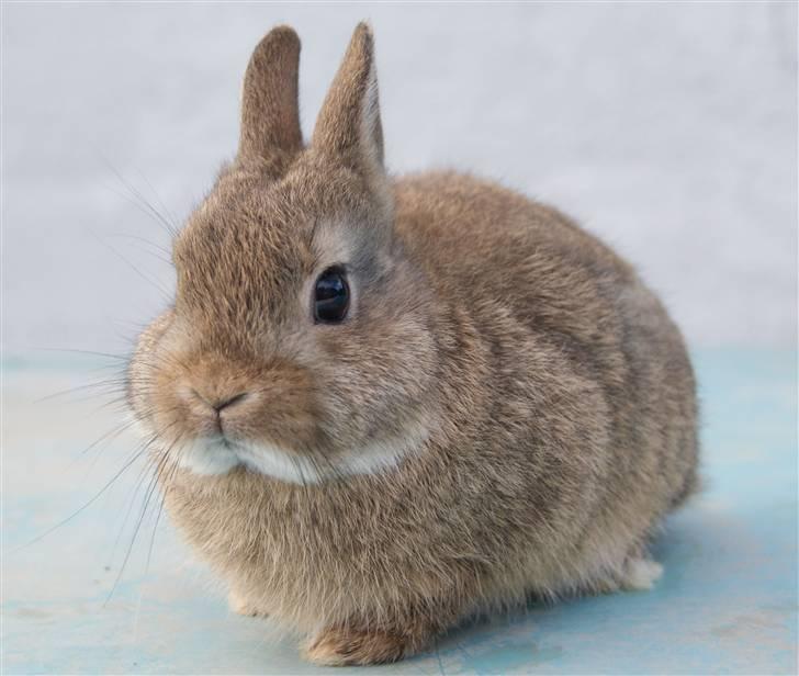 Kanin Spirit (Hermelin)  billede 3