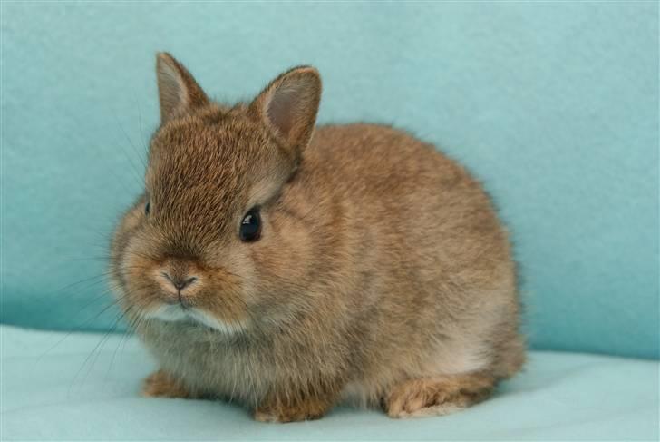 Kanin Spirit (Hermelin)  - 2 uger gammel billede 4