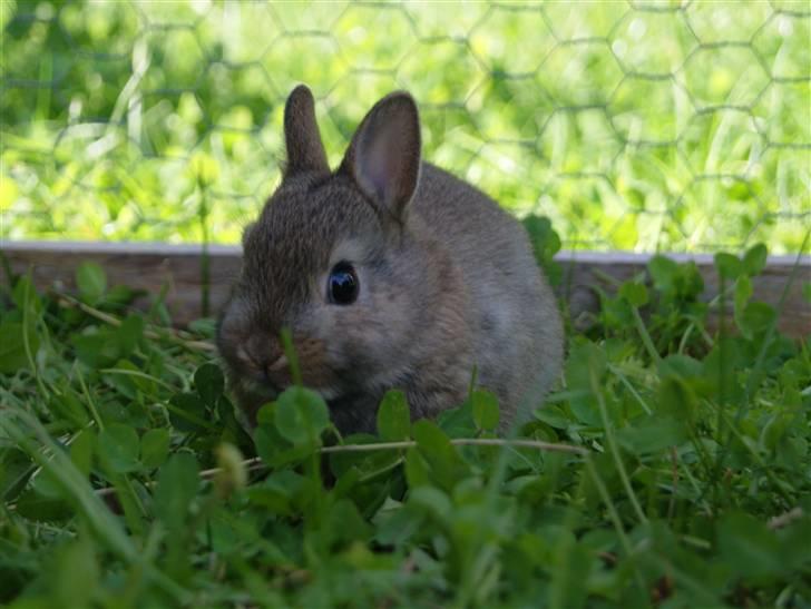 Kanin Spirit (Hermelin)  billede 5