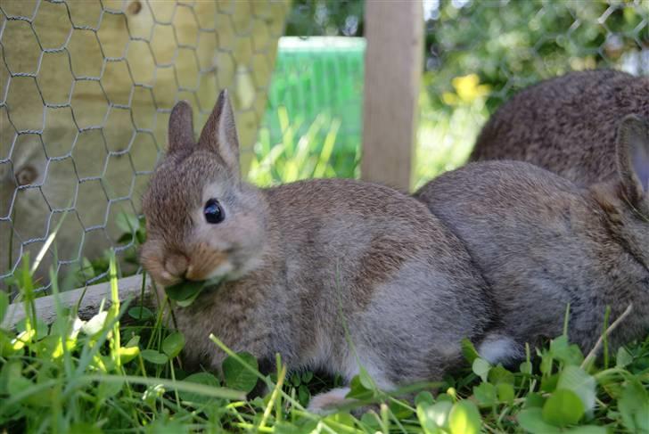 Kanin Spirit (Hermelin)  billede 6