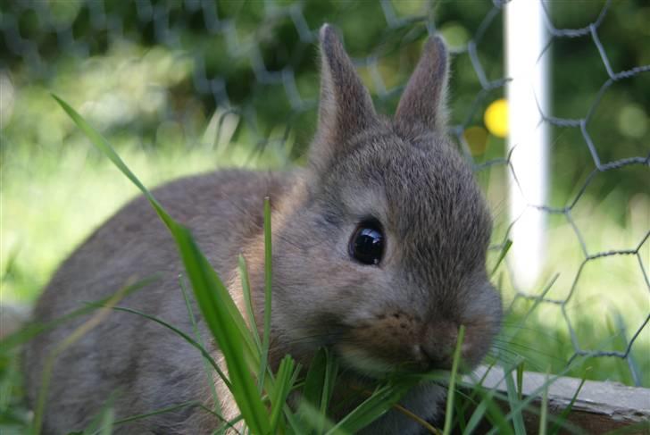 Kanin Spirit (Hermelin)  billede 7