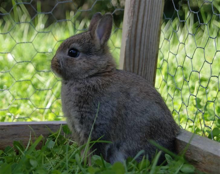 Kanin Spirit (Hermelin)  billede 8