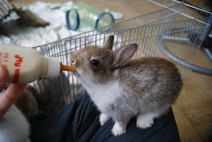 Kanin Mitri (Hermelin) billede 1