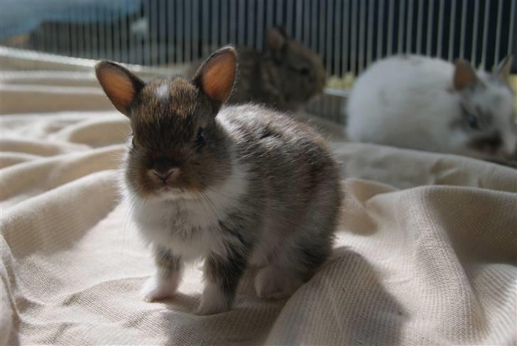 Kanin Mitri (Hermelin) - 2 uger gammel billede 2
