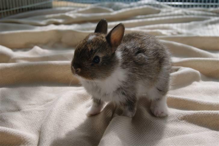 Kanin Mitri (Hermelin) - 2 uger gammel billede 3