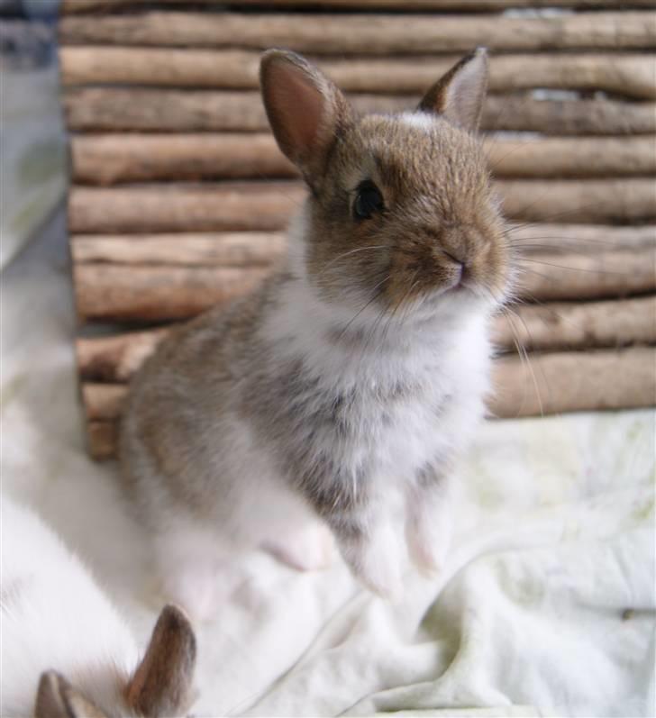 Kanin Mitri (Hermelin) billede 4