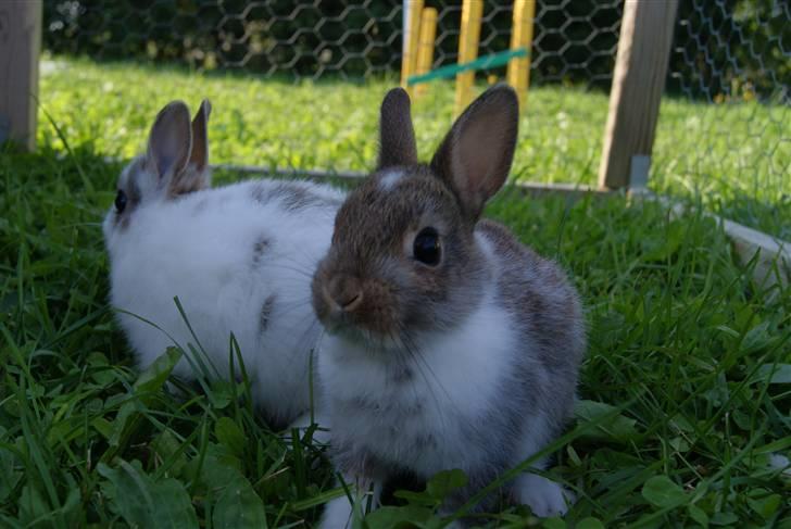 Kanin Mitri (Hermelin) billede 5