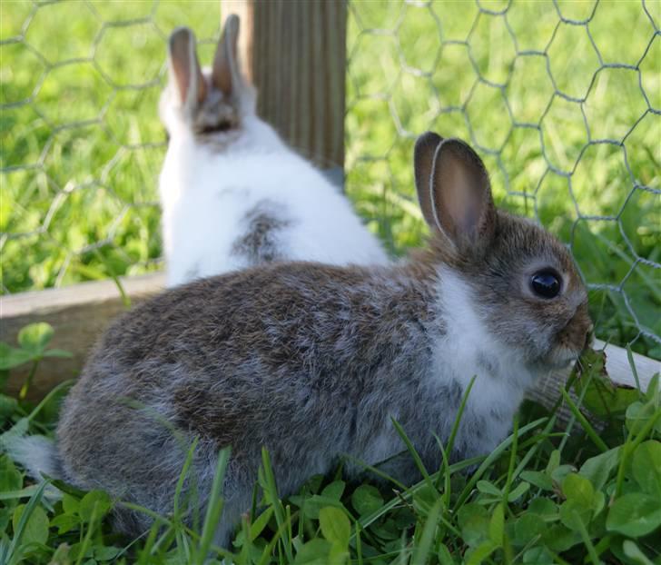 Kanin Mitri (Hermelin) billede 6