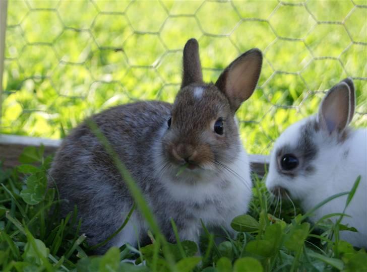 Kanin Mitri (Hermelin) billede 7