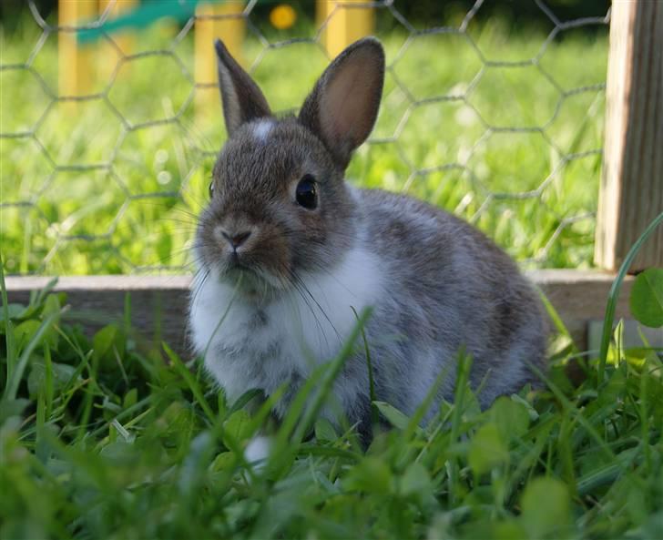 Kanin Mitri (Hermelin) billede 8