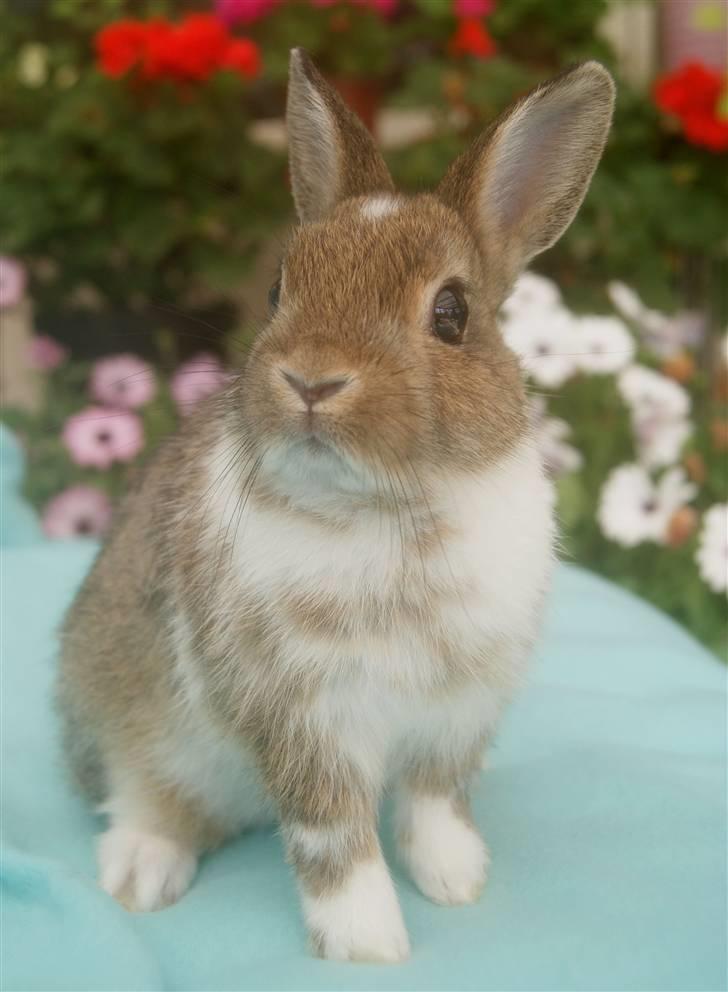 Kanin Mitri (Hermelin) billede 9