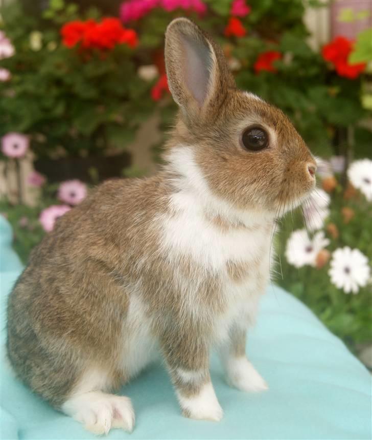 Kanin Mitri (Hermelin) billede 10