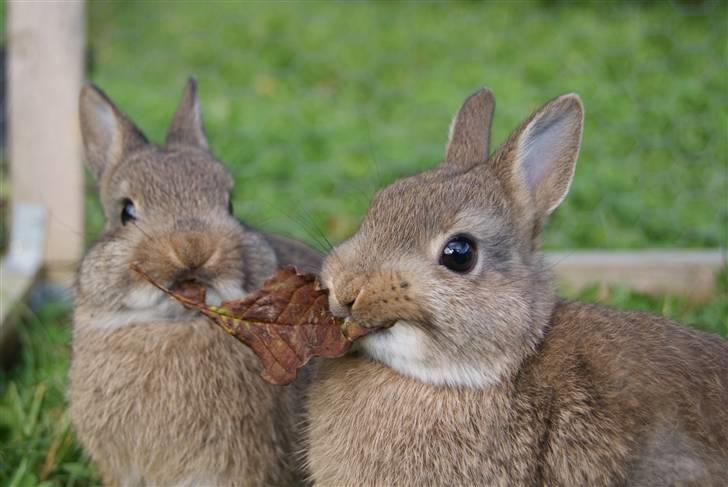 Kanin Spirit (Hermelin)  billede 9