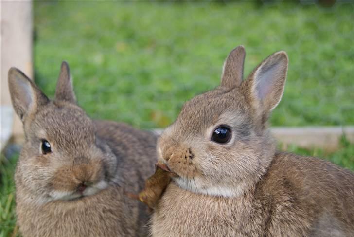 Kanin Spirit (Hermelin)  billede 10